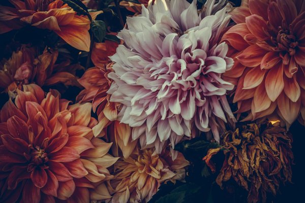 Solutions efficaces pour détruire les nids de fourmis